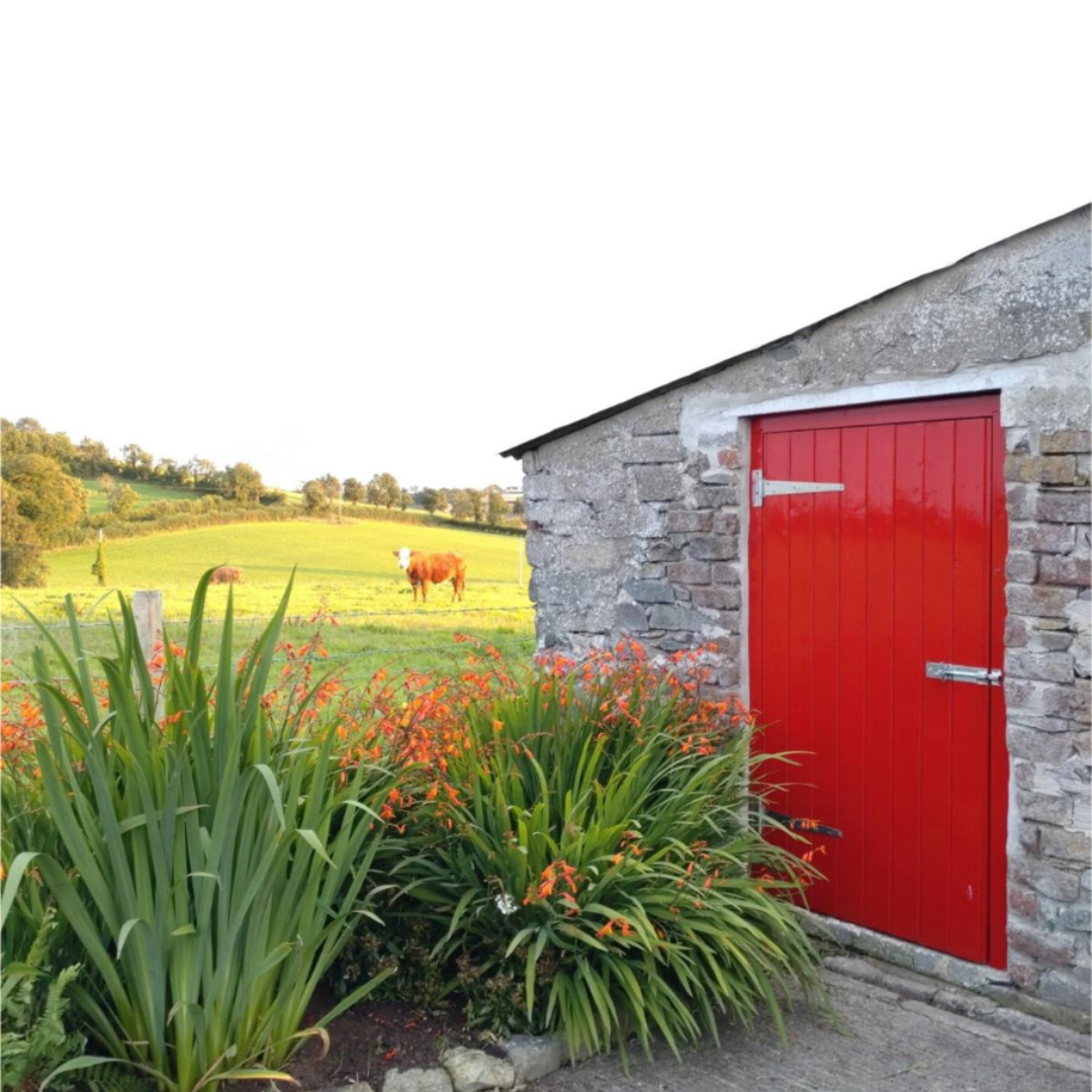 A stone outbuilding with a bright red door, framed by orange crocosmia flowers and green shrubs, looking out onto a sunny field with grazing cattle in rural Northern Ireland