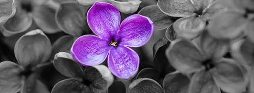 Purple flower against a background of black and white flowers.
